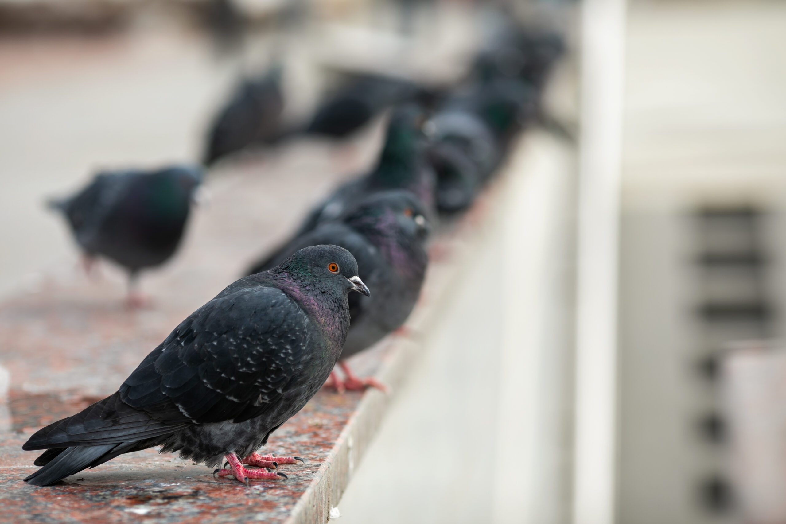 bird divert seattle