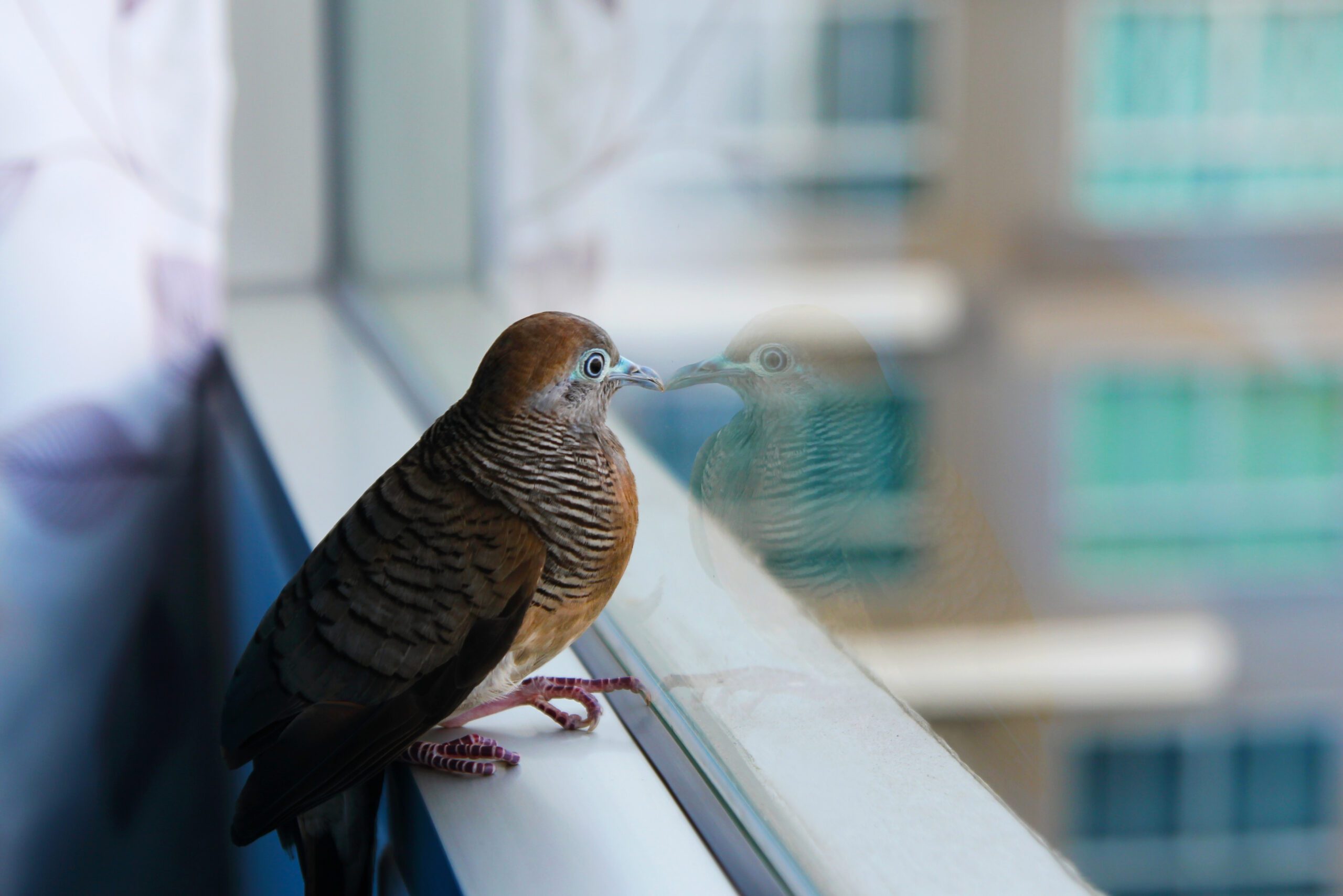 bird divert seattle windows