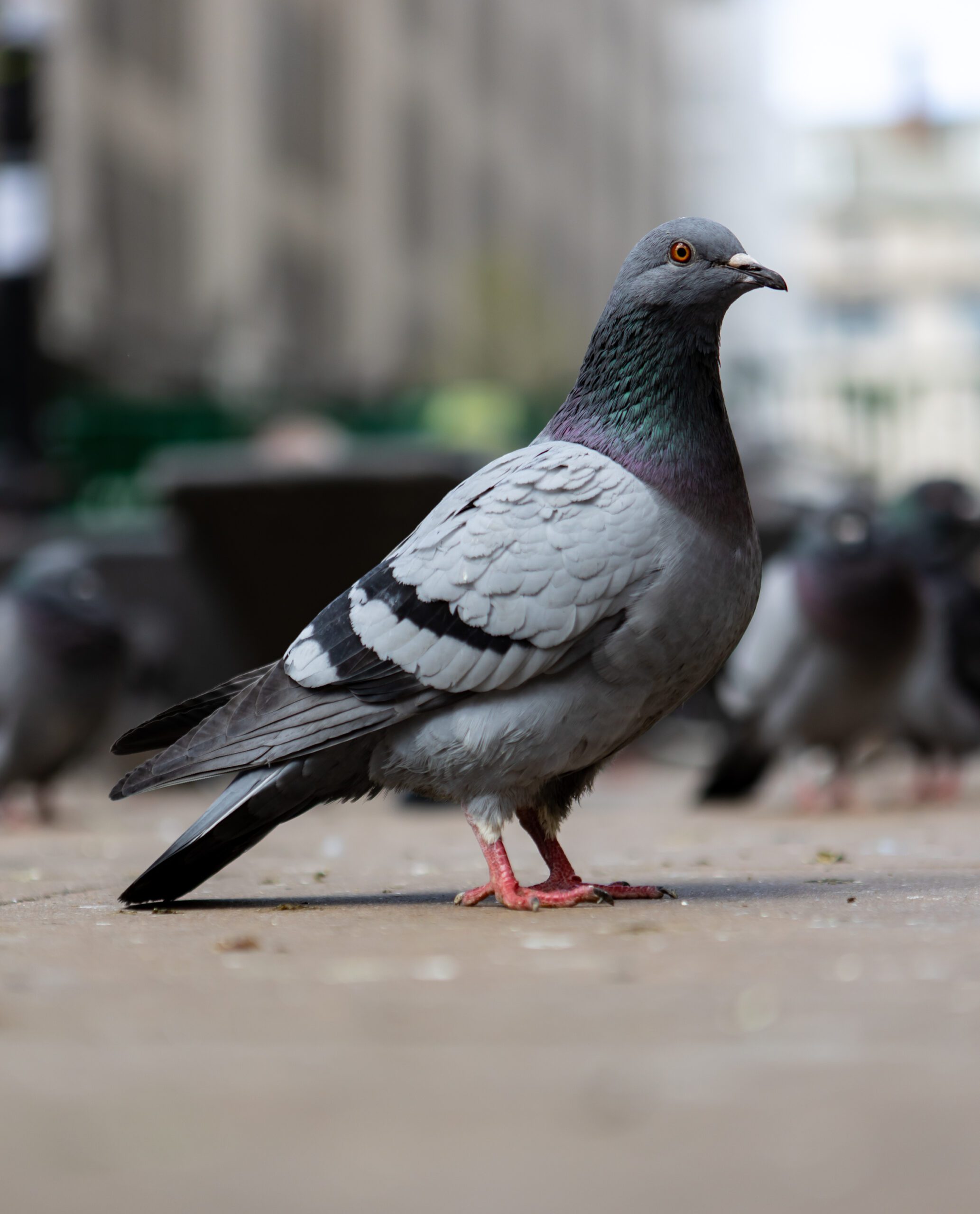 bird safety solutions seattle